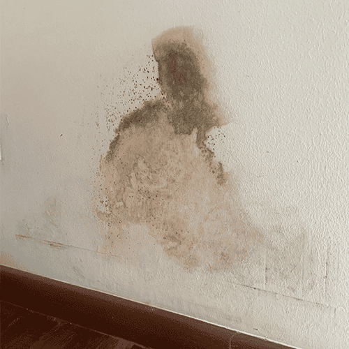 Black Mould on Walls Black Mould on Walls