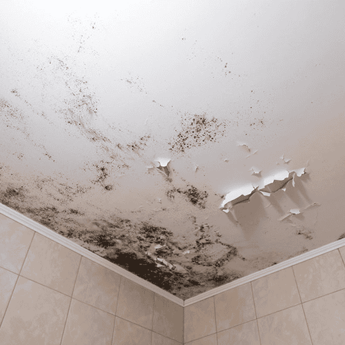 Mould On Ceiling